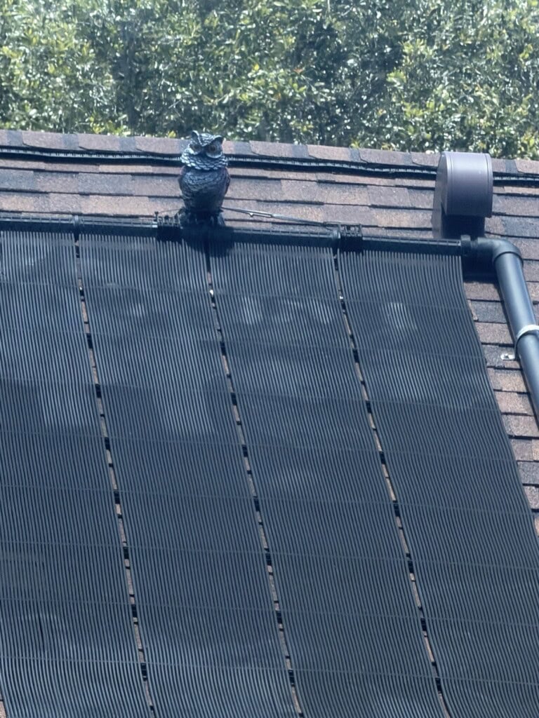 Visual rodent deterrent positioned near rooftop solar pool heating collectors